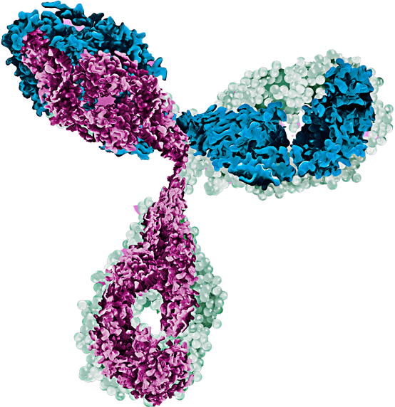 Monoclonal